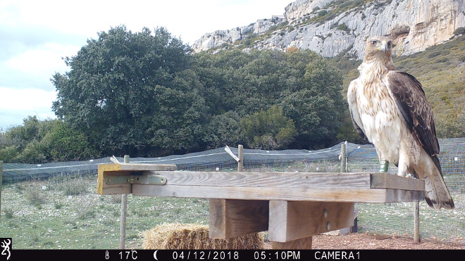 El águila de Bonelli "Júpiter" es una de las aves liberadas en Navarra que están siendo seguidas por AQUILA a-LIFE.