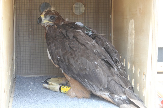 Águila de Bonelli