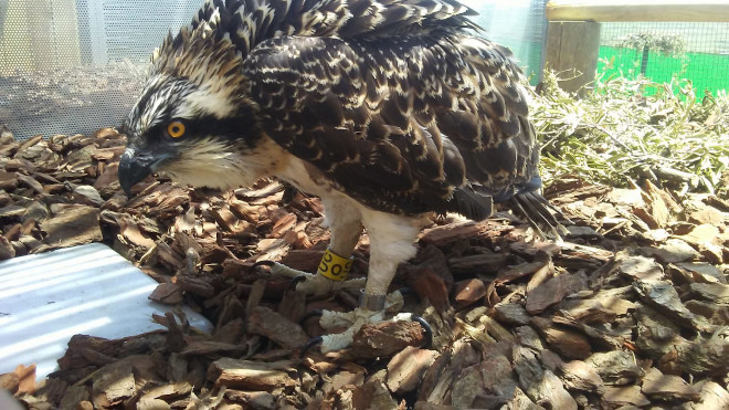 Un pollo de águila pescadora en el jaulón de aclimatación del Parque Natural del Marjal de Pego-Oliva (Alicante-Valencia) donde fue reintroducido el pasado 14 de junio.