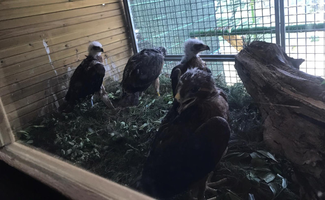 Las cuatro águilas de Bonelli trasladadas a Álava el pasado 25 de junio, ya instaladas en su jaula-hacking.