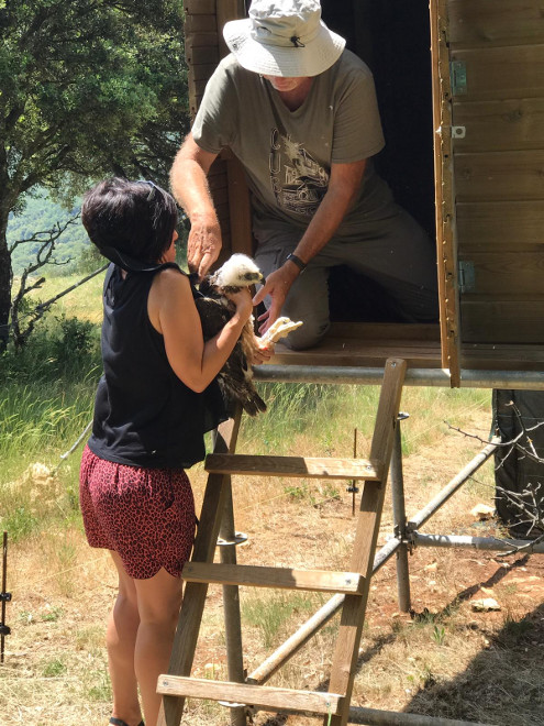 Momento de la introducción de un pollo de águila de Bonelli en la jaula-hacking de la Montaña Alavesa.