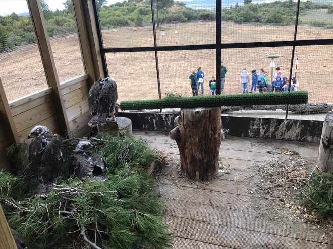 Algunos de los pollos de águilas de Bonelli en el hacking que las alojó temporalmente en Cáseda (Navarra).