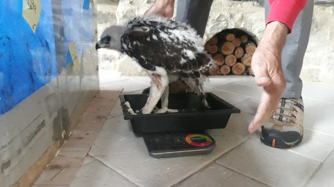 Uno de los pollos de águila de Bonelli es pesado en una báscula en el centro de cría de la especie de La Vendée.