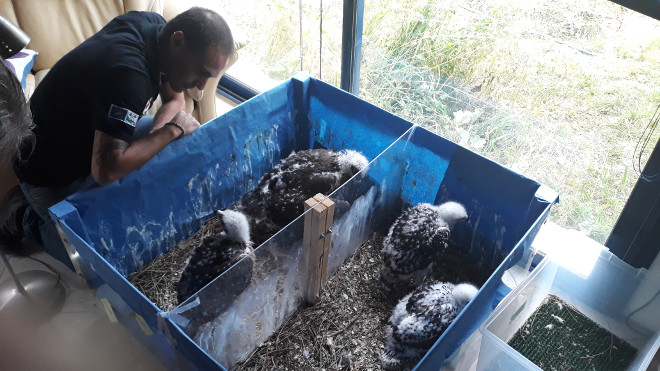 Aspecto de los cuatro pollos de águila de Bonelli destinados a España, en el centro de cría de la especie de La Vendée.