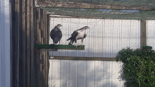 Una de las cuatro parejas reproductoras de águila de Bonelli que viven en el centro de cría de la especie de La Vendée.