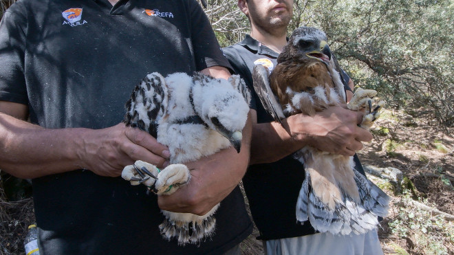 Los dos pollos de águila de Bonelli nacidos en la Sierra Oeste de Madrid, con los emisores GPS ya colocados. Foto: Francisco Márquez / GREFA.