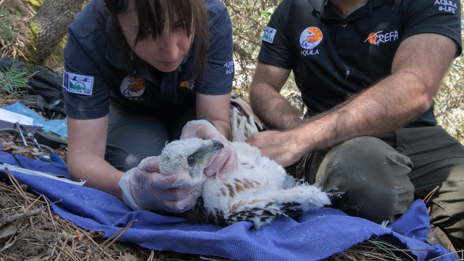 Una veterinaria de GREFA revisa el estado general de la más pequeña de las águilas de Bonelli nacidas en un nido de la Sierra Oeste de Madrid. Foto: Francisco Márquez / GREFA.