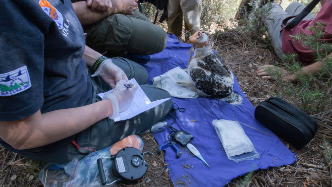 Toma de datos a la más pequeña de las águilas de Bonelli marcadas con GPS. Foto: Francisco Márquez / GREFA.