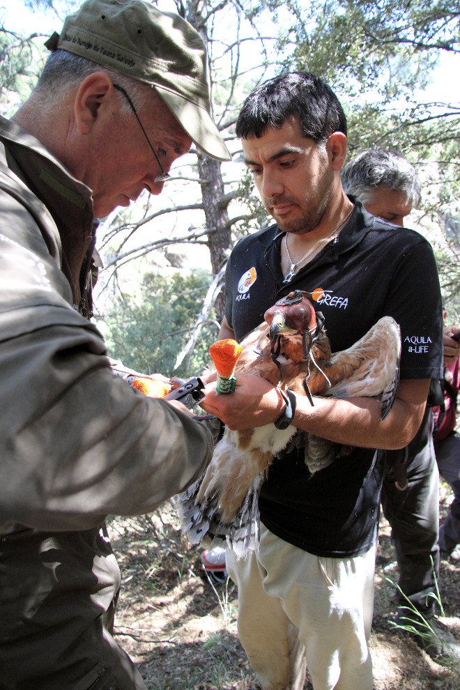 Momento de la colocación de un emisor GPS al águila de Bonelli de mayor edad. Foto: Sergio de la Fuente / GREFA.