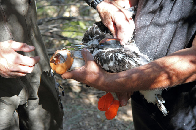 Momento de la colocación de un emisor GPS al águila de Bonelli de menor edad. Foto: Sergio de la Fuente / GREFA.