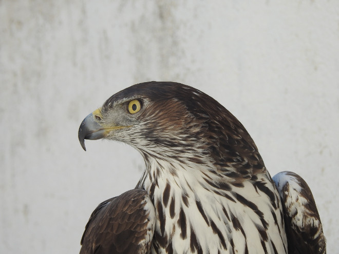 Primer plano de un águila de Bonelli adulta en el centro de cría de GREFA, socio del proyecto AQUILA a-LIFE.