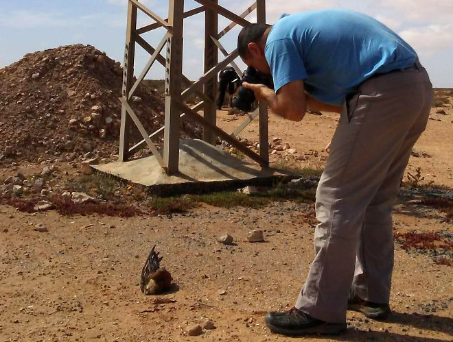 Un miembro de la expedición de UICN-MED a Marruecos del pasado febrero para revisar tendidos eléctricos fotografía a un cernícalo vulgar que yace junto a un apoyo.