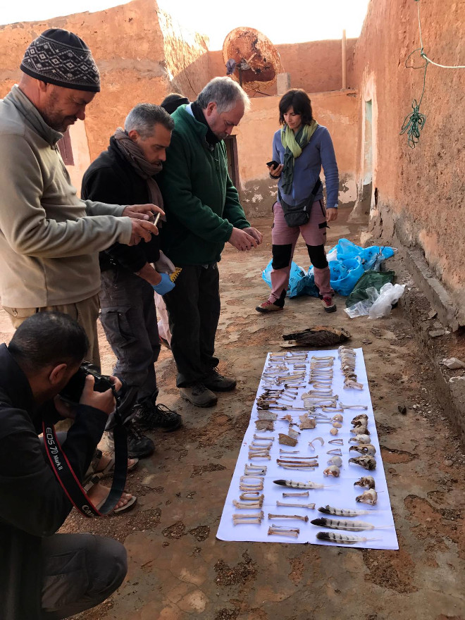 Parte de la expedición de UICN-MED a Marruecos del pasado febrero para revisar tendidos eléctricos identifica algunos restos que encontró de rapaces electrocutadas.