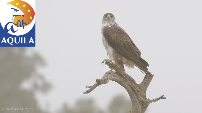 Ejemplar adulto de águila de Bonelli. Foto: Francisco Márquez.