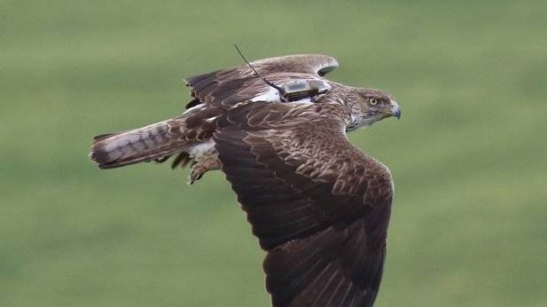 Un ejemplar de águila de bonelli. (D.N.)