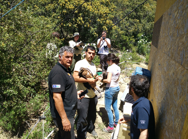 El equipo de AQUILA a-LIFE y GREFA, momentos antes de introducir las águilas de Bonelli en la jaula-hacking.