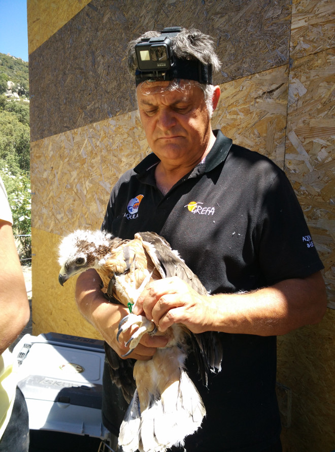 Ernesto Álvarez, presidente de GREFA, momentos antes de introducir a uno de los pollos de águila de Bonelli en el jaulón de aclimatación.
