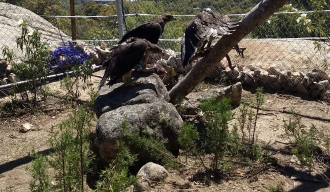 Las águilas de Bonelli reintroducidas hoy en el Parque Regional de la Cuenca Alta del Manzanares, en la jaula-hacking en la que estarán aclimatándose hasta el día de la liberación.