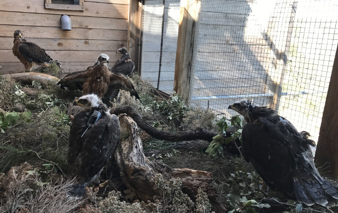 Las cinco águilas de Bonelli recientemente trasladadas a Cerdeña están ya en el jaulón de aclimatación instalado en la zona de suelta.