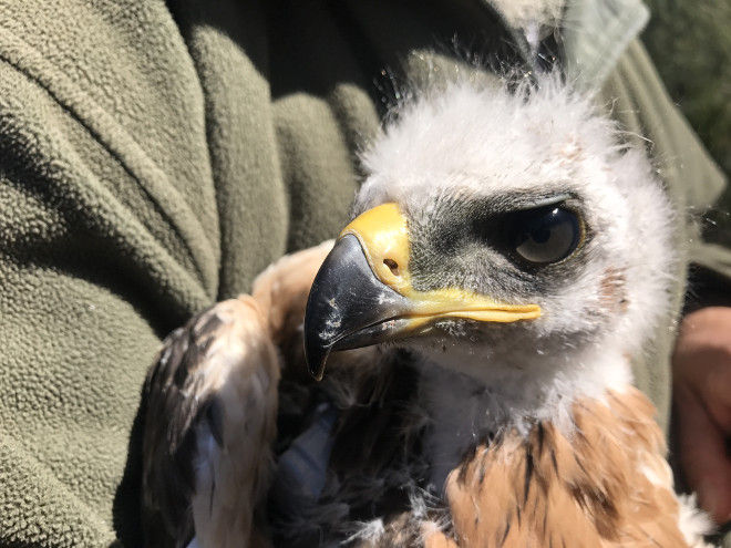 Primer plano de uno de los cinco pollos de águila de Bonelli destinados a Cerdeña.