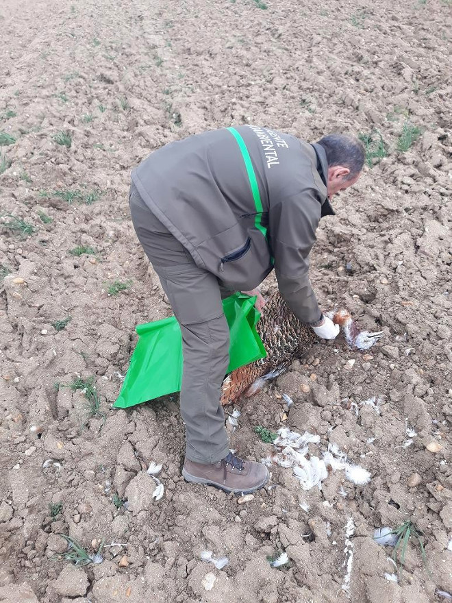 Un Agente Medioambiental de Castilla y León procede al levantamiento del cadáver de una avutarda colisionada en Lomoviejo (Valladolid).