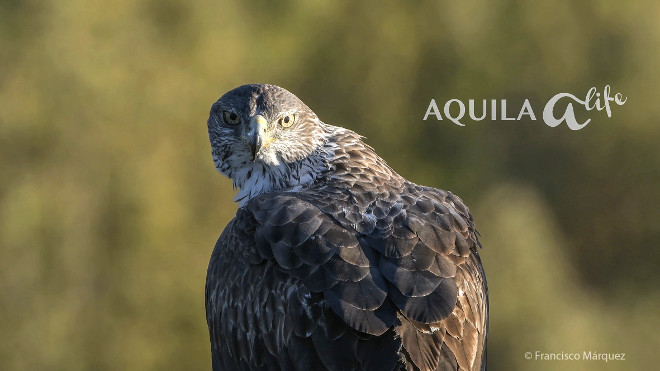 Imagen promocional del vídeo de Francisco Márquez sobre AQUILA a-LIFE.