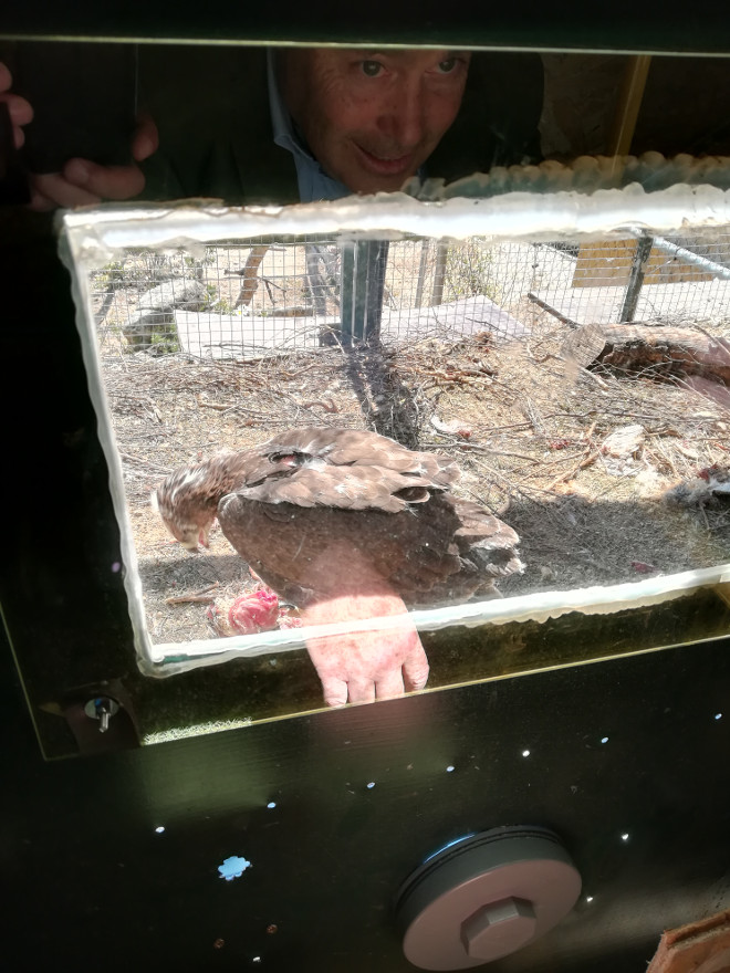 Uno de los pollos de águila de Bonelli que ocupan la jaula-hacking, en el momento de alimentarse, es observado desde un cristal espía.