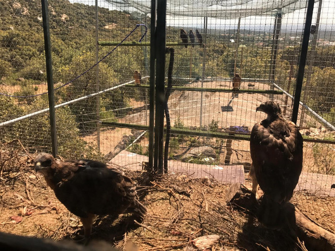 visita consejeria medio ambiente003Siete de los pollos de águila de Bonelli introducidos en la jaula-hacking del Parque Regional de la Cuenca Alta del Manzanares, desde donde volaran libres en pocas semanas.