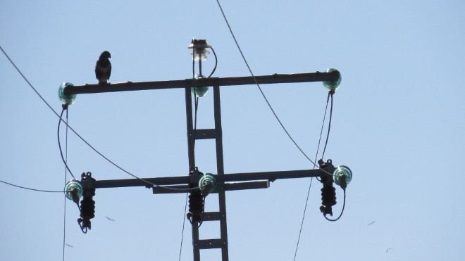 Busardo ratonero posado en un tendido eléctrico de diseño peligroso para las aves.