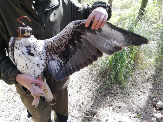 Aspecto del águila de Bonelli "Deià", con su emisor GPS ya colocado.