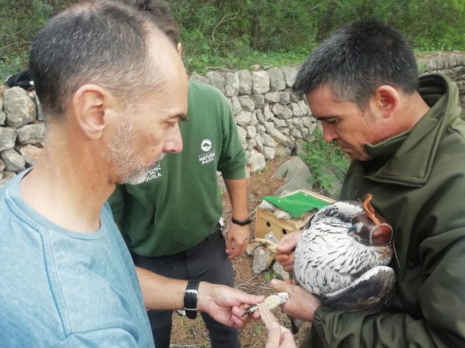 Operativo para la colocación del emisor GPS a un águila de Bonelli en Mallorca.