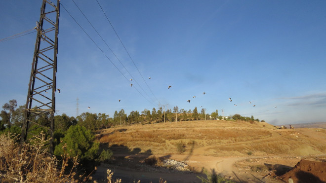 Un grupo de cigüeñas pasa por debajo de los cables de un tendido revisado en la reciente expedición a Marruecos del Proyecto Atlas. Este tendido está situado cerca de un