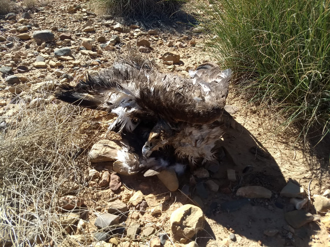 Restos de un águila real encontrados bajo un tendido eléctrico en la reciente expedición a Marruecos.