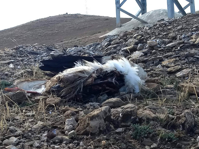 Restos de una cigüeña encontrados bajo un tendido eléctrico en la reiente expedición a Marruecos.