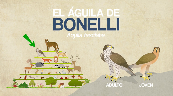 Imagen del nuevo vídeo de animación de AQUILA a-LIFE.