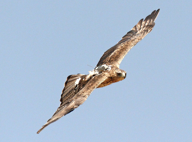 Águila de Bonelli liberada y seguida por AQUILA a-LIFE, con su emisor visible.