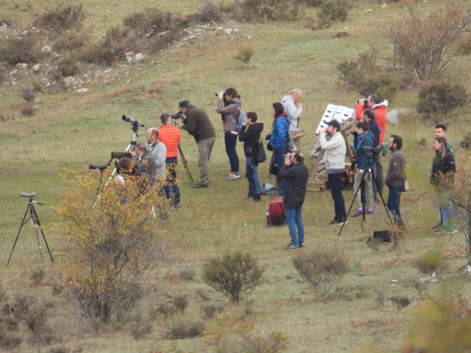 Componentes de AQUILA a-LIFE y del Proyecto Monachus colaboran en la localización de los buitres negros liberados en la Sierra de la Demanda.