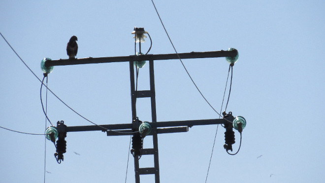 Ratonero posado en un apoyo peligroso para las aves en la provincia de Toledo.