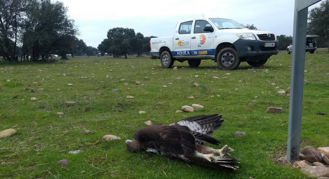 Águila de Bonelli con emisor seguida por el proyecto AQUILA a-LIFE yace electrocutada en la provincia de Toledo.