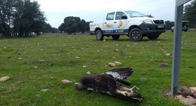 Águila de Bonelli hallada electrocutada en la provincia de Toledo.