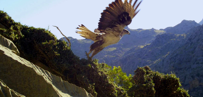 Imagen extraída de vídeo de la hembra de águila de Bonelli "Bel" al levantar el vuelo.