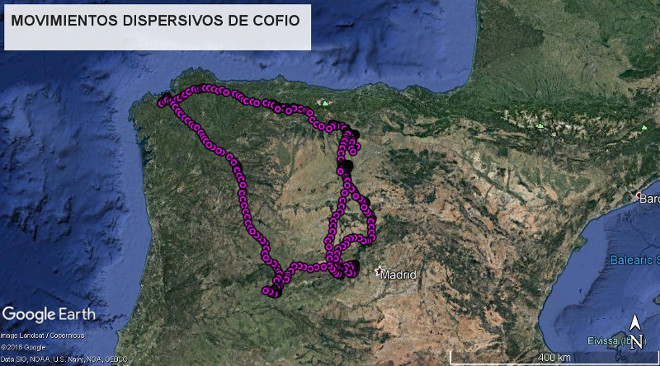 Movimientos dispersivos del águila de Bonelli "Cofio" por el noroeste ibérico.