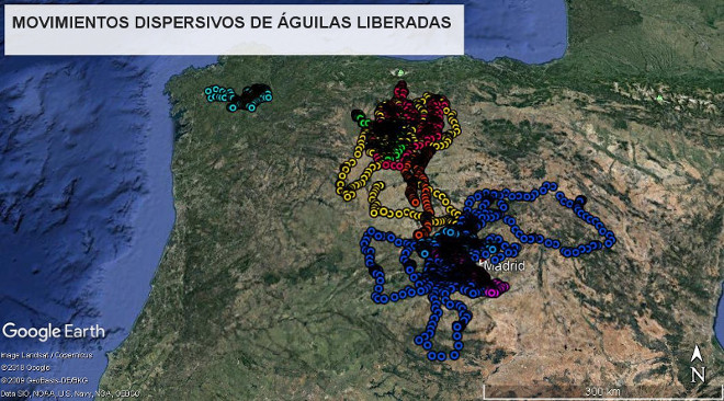 Movimientos dispersivos de las águilas de Bonelli liberadas en 2019 por AQUILA a-LIFE en la Comunidad de Madrid, siendo una de ellas "Lubrina"