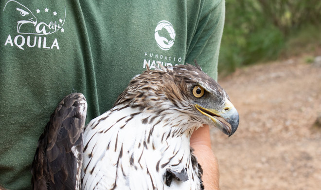 Primer plano del águila de Bonelli "Dalía" tras serle colocado el emisor. Foto: Cati Artigues, GOB Mallorca.