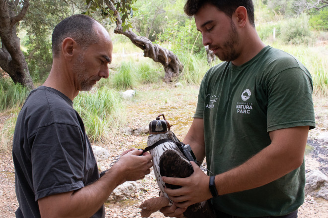 Momento de la colocación del emisor satelital a "Dalía". Foto: Cati Artigues, GOB Mallorca.