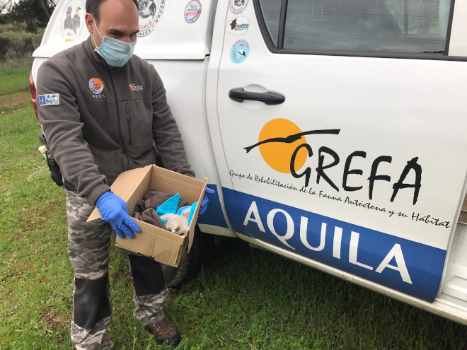 Un técnico de campo de GREFA / AQUILA a-LIFE sostiene la caja que contiene el pollo de águila de Bonelli criado en cautividad por GREFA.