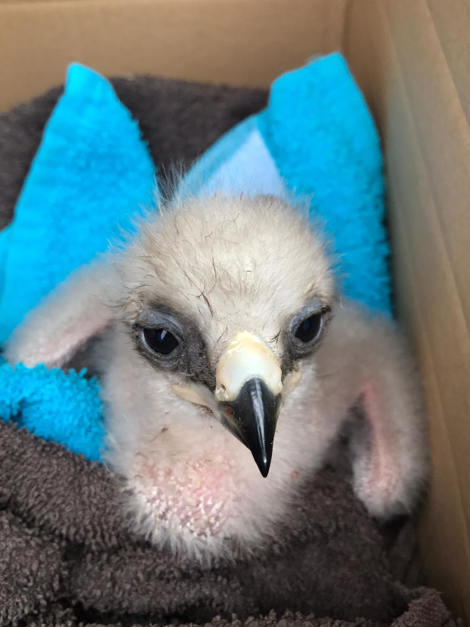 Primer plano del pollo de águila de Bonelli en la caja en la que se le trasladó a la Sierra Oeste de Madrid.