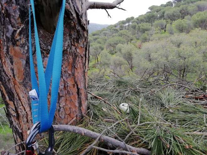 Aspecto del huevo dañado, aún sobre el nido, de la pareja de águila de Bonelli que fracasó con su puesta y a la que ha sido necesario aportarle un pollo criado en cautividad.