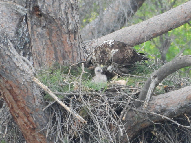 La hembra adoptiva de águila de Bonelli acoge al pollo criado en cautividad introducido en su nido.