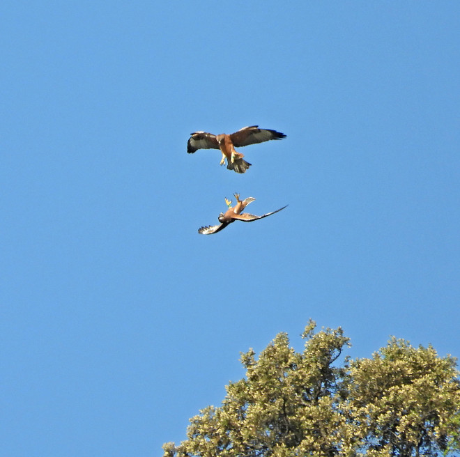 Juegos con vuelos acrobáticos de dos águilas de Bonelli jóvenes liberadas en 2020 en el Parque Regional de la Cuenca Alta del Manzanares, en una zona en cuyo entorno se ha actuado para corregir los apoyos eléctricos peligrosos para estas aves. El momento fue recogido por la cámara de nuestro compañero Sergio de la Fuente, técnico de campo de GREFA y de AQUILA a-LIFE.